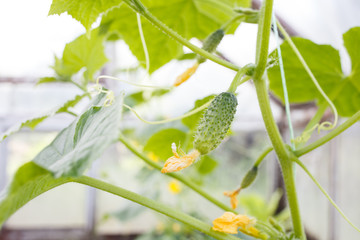 Growing young cucumber in a glasshouse