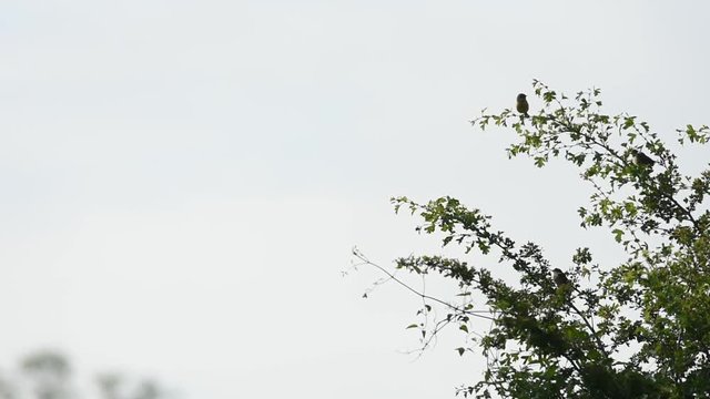 Vid&eacute;o nature