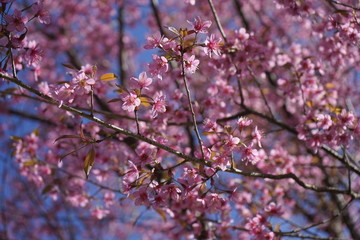 Obraz premium Flowers