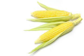 Japanese fresh corn in white