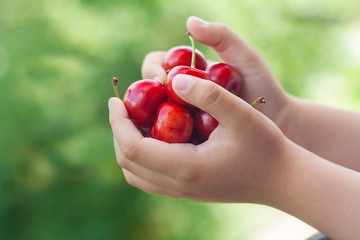 Children's hands. In cherry hands. Ripe sweet cherry. Healthy food. Tasty berries. Ripe fruit. To give in hands. The giving hands