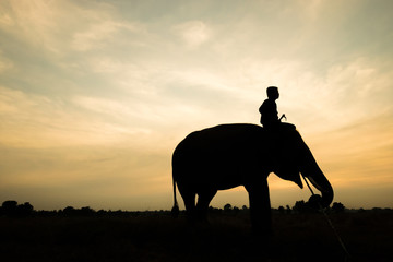 Fototapeta na wymiar Elephant silhouette