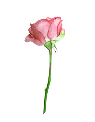 Beautiful single pink rose isolated on white background