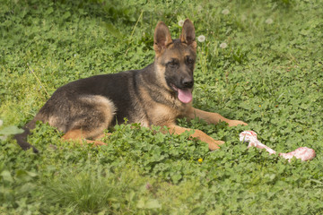 German shepherd puppy with bone