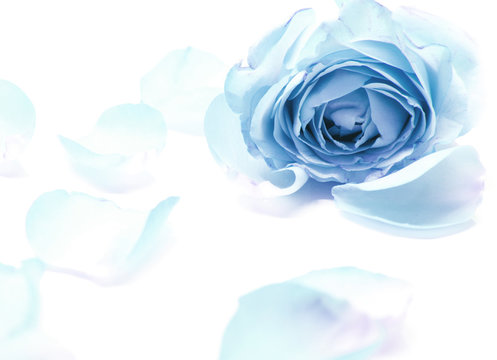 sweet blue roses in soft and blur style