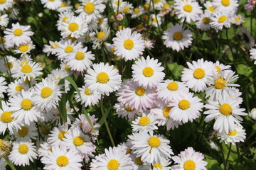 White and yellow "Annual Daisy" flowers in St. Gallen, Switzerland. Its Latin name is Bellis Annua, native to the Mediterranean region and Northern Africa.