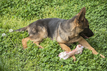 German shepherd puppy with bone