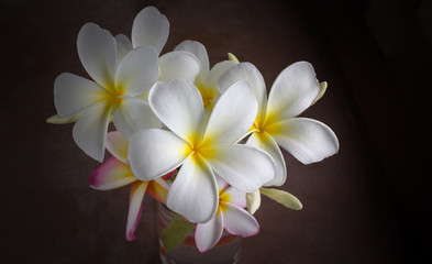 Fototapeta na wymiar White flowers bunch frangipani or plumeria in dim light dark room, pure white flowers in dark