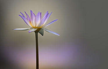 Lotus flower on blur background