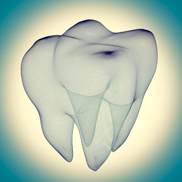 image of the human tooth