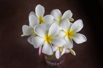 Naklejka na ściany i meble White flowers bunch frangipani or plumeria in dim light dark room, pure white flowers in dark
