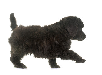 puppy brown poodle