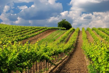 Fototapeta na wymiar Viticulture - vineyard in the early summer, Pannonhalma Wine Region in Hungary