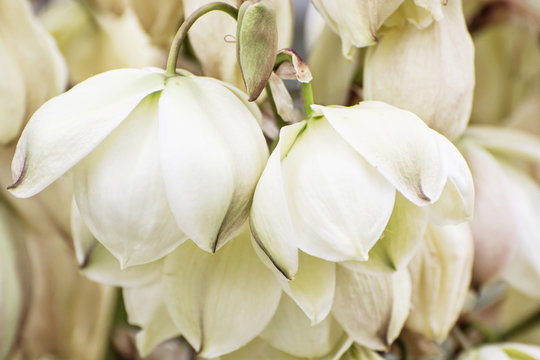 Fototapeta Background of Hesperoyucca whipplei flowers