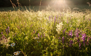 Field of grass and flowers summer meadow nature background