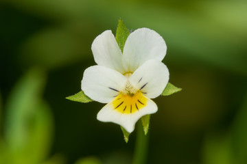 Small white wildflower, smaller than one centimeter