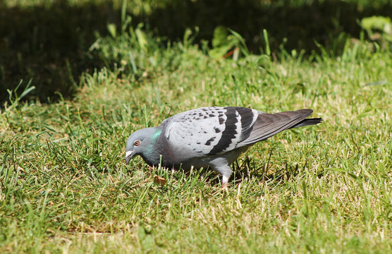 nice gray pigeon searching for food in the grass