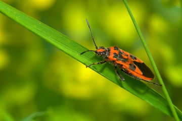 Red and black beetle on the green grass