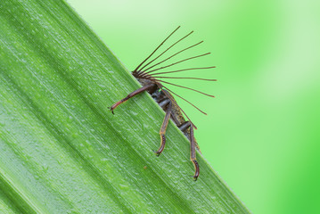 Cicada Parasite Beetle (Rhipiceridae)