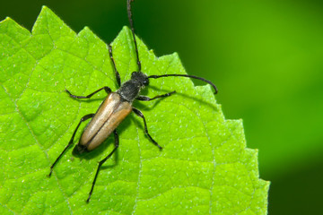 Brown beetle with big ears clinging to a green leaf
