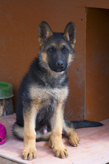 Puppy german shepherd dog