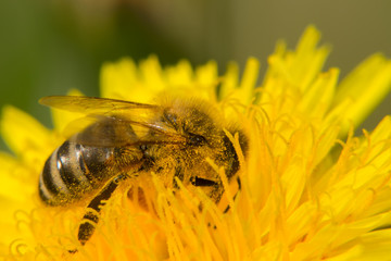 Bee on yellow flower collects nectar