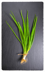 beautiful bunch fresh green spring onion stalks and roots tied t