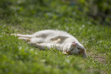 Cat in nature © Tadija Savic