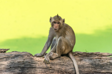 Monkey live in nature