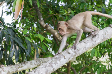 Fototapeta na wymiar Monkey on the tree.