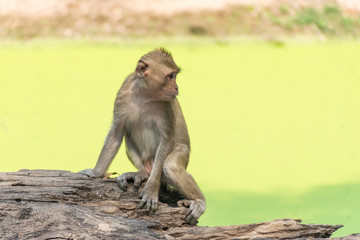 Monkey live in nature