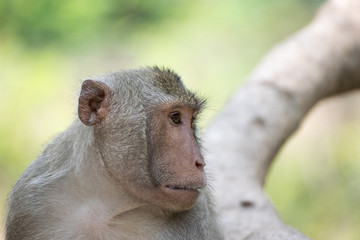Monkey live in nature