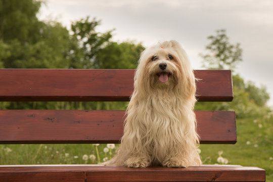 havaneser Hund sitzt auf einer Bank Stock Photo | Adobe Stock