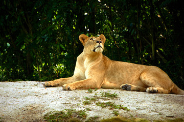 female lion lying on rock