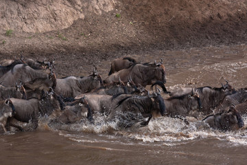 Wildebeest, crossing river Mara
