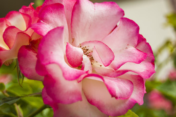 Macro Fuchsia rose