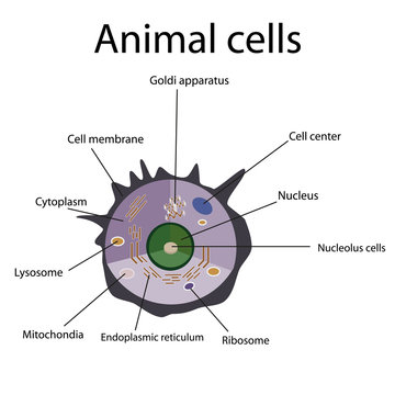 The internal structure of an animal cell