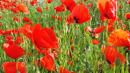 Obraz premium Mohnblumenwiese