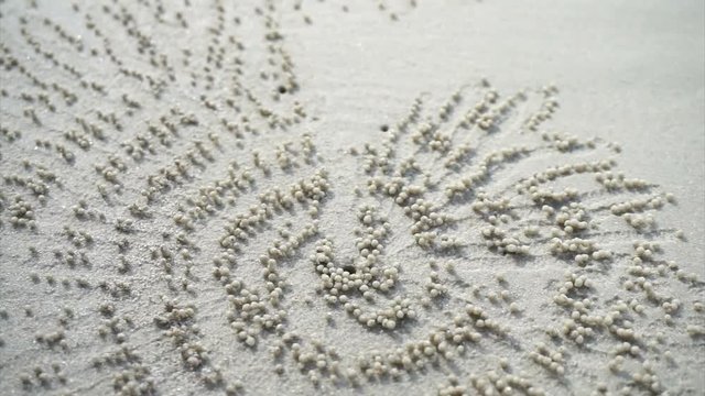 Ocypode, sand bubbler crab hole perfect spread pattern at white sand tropical beach