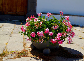 Geranium flowers in a stone flower pot in the park.
