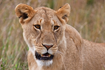 Fototapeta na wymiar Lioness in national park Nakuru in Kenya