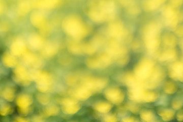 Yellow green floral bokeh background, lens blur