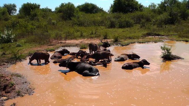 cow bull relaxing in water under the sun, safari sri lanka
