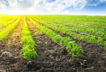 Young Peppers in a row, cultivated field in Spring