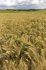 Field of Barley in the storm summer country Landscape