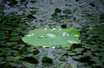 Beads of rain on lotus leaf, Japan.