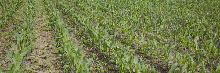 Fototapeta premium Maisfeld, Nordrhein-Westfalen, Deutschland