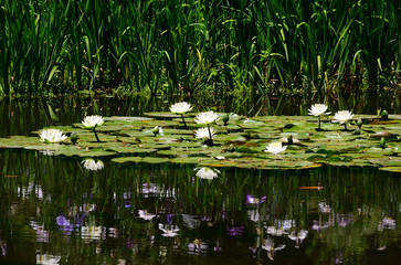 White water lily at Japanese garden. Kyoto Japan.