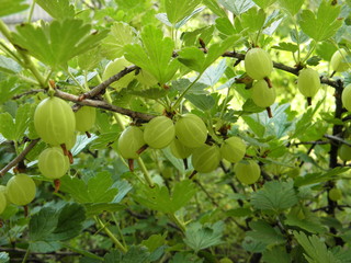 Closeup photo of gooseberry