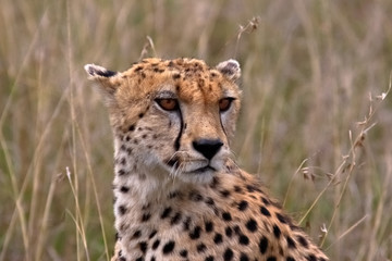 Cheetah in national park to Masay Maru in Kenya
